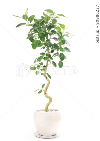 観葉植物、望みを叶える木と言われるフィカス・ベンガレンシスの鉢植え【白背景】 観葉植物、望みを叶える木と言われるフィカス・ベンガレンシスの鉢植え【白背景】 90886237