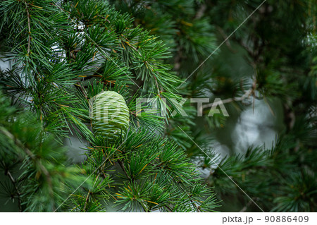 ヒマラヤスギの若い種子 90886409