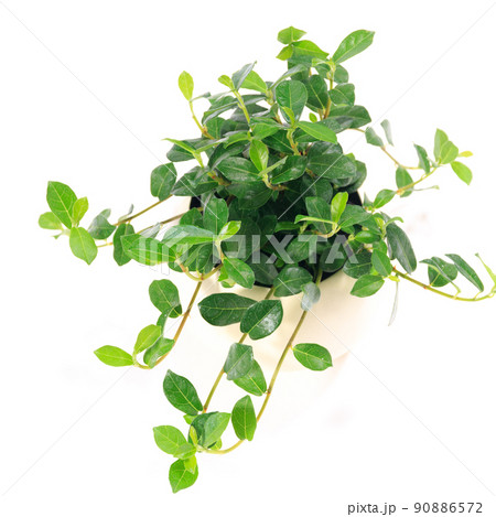 観葉植物、つる性ガジュマルのフィカス・シャングリラの葉【白背景】 観葉植物、つる性ガジュマルのフィカス・シャングリラの葉【白背景】 90886572