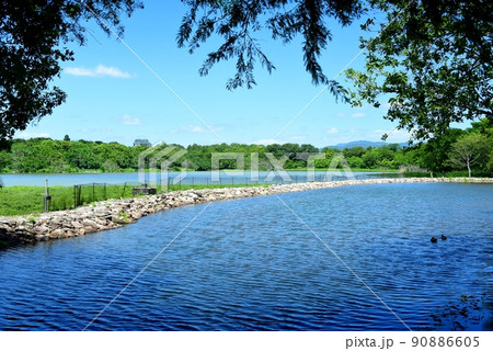 野鳥のオアシス　昆陽池公園 90886605