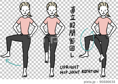 骨盤と股関節のストレッチ 骨盤と股関節のストレッチ 90886638