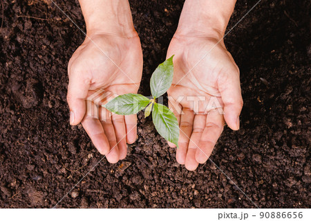 A small tree and hands are planting trees tenderly. A small tree and hands are planting trees tenderly. 90886656