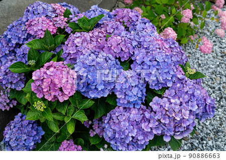 初夏に咲くガーデンの美しいアジサイの花 90886663