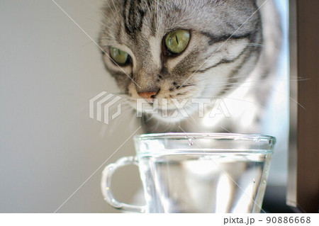水を飲む猫 90886668