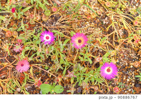 リビングストンデージー　ピンク色の花 90886767