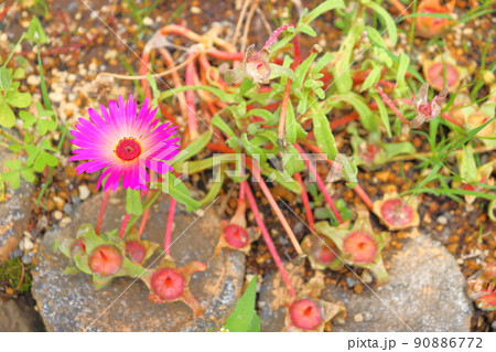 リビングストンデージー　ピンク色の花 90886772
