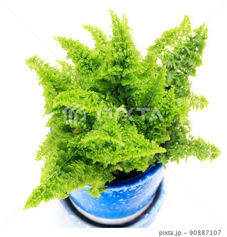 観葉植物、スコッチモス(ネフロレピス・スコッティ)の葉【白背景】 観葉植物、スコッチモス(ネフロレピス・スコッティ)の葉【白背景】 90887107