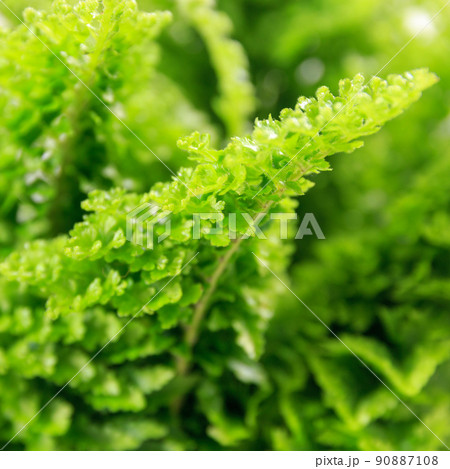 観葉植物、スコッチモス(ネフロレピス・スコッティ)の葉 観葉植物、スコッチモス(ネフロレピス・スコッティ)の葉 90887108