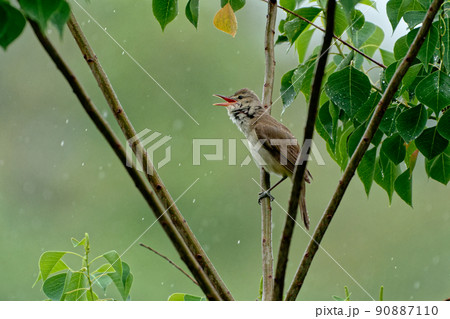 夏鳥 オオヨシキリ♂ 夏鳥 オオヨシキリ♂ 90887110