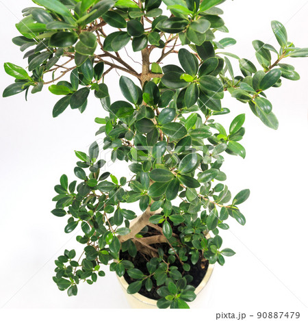 観葉植物、キジムナーが宿るガジュマルの葉【白背景】 観葉植物、キジムナーが宿るガジュマルの葉【白背景】 90887479