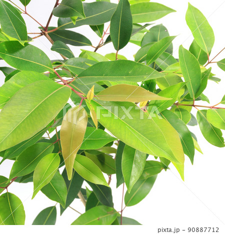 観葉植物、アマゾンオリーブ（ムラサキフトモモ）の葉【白背景】 90887712