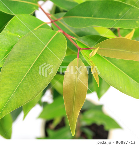 観葉植物、アマゾンオリーブ（ムラサキフトモモ）の葉【白背景】の写真