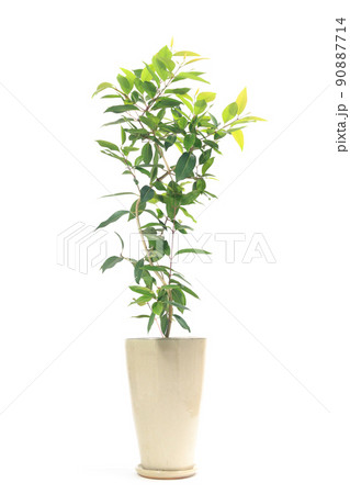 観葉植物、アマゾンオリーブ（ムラサキフトモモ）の鉢植え【白背景】 90887714