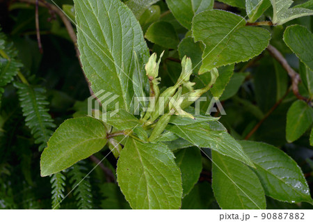 ウコンウツギ（北海道・大雪山） 90887882