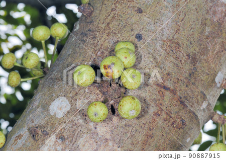 ギランイヌビワの幹生花(沖縄県・石垣島) ギランイヌビワの幹生花(沖縄県・石垣島) 90887915