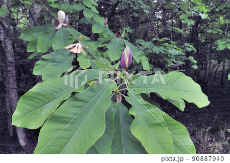 ホオノキの蕾(北海道・知床) ホオノキの蕾(北海道・知床) 90887940