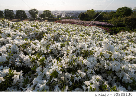 ツツジが見頃の大乗寺丘陵公園 90888130