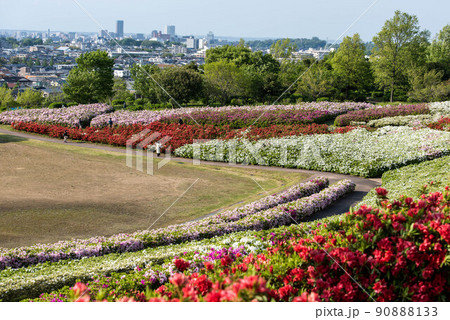 ツツジが見頃の大乗寺丘陵公園 90888133
