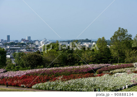 ツツジが見頃の大乗寺丘陵公園 90888134