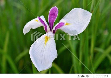 花菖蒲 (ハナショウブ) 花菖蒲 (ハナショウブ) 90888261