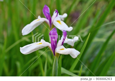 花菖蒲 (ハナショウブ) 90888263