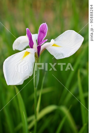 花菖蒲 (ハナショウブ) 花菖蒲 (ハナショウブ) 90888264