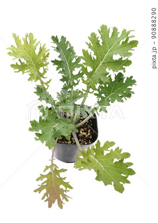 ケール・ホワイトロシアン ケール・ホワイトロシアン 90888290