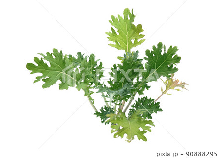 ケール・ホワイトロシアン ケール・ホワイトロシアン 90888295