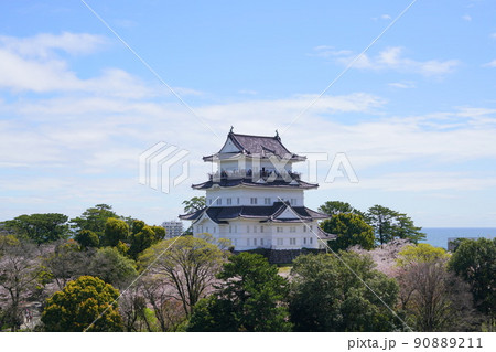 小田原城 桜 90889211