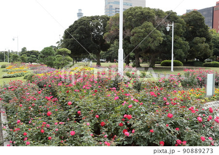 横浜山下公園 バラ園 横浜山下公園 バラ園 90889273
