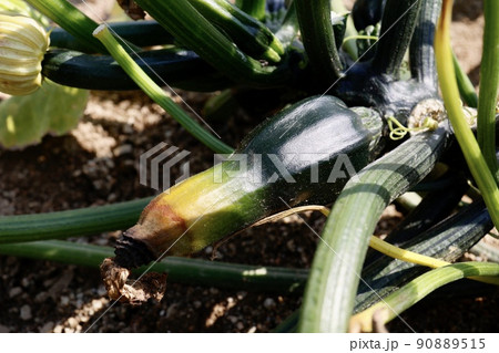 ズッキーニが畑に実っている 90889515