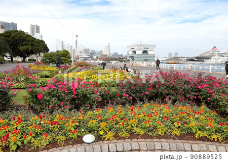 横浜山下公園　バラ園 90889525