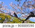小田原城 桜と鳩 90889590