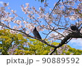 小田原城 桜と鳩 90889592