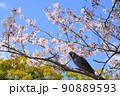 小田原城 桜と鳩 90889593