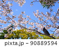 小田原城 桜と鳩 90889594