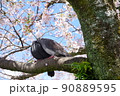 小田原城 桜と鳩 90889595