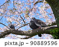小田原城 桜と鳩 90889596