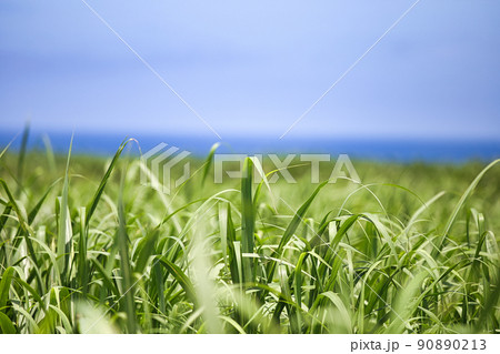さとうきび畑と沖縄の海1 90890213