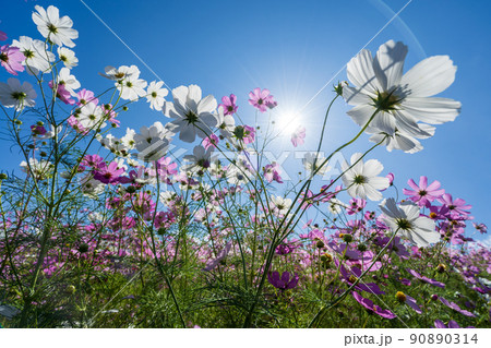 秋の恒例イベント　となみ夢の平コスモスウォッチング 90890314