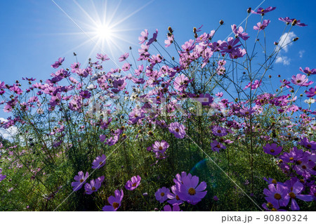 秋の恒例イベント　となみ夢の平コスモスウォッチング 90890324