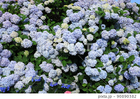 あじさい6627 90890382