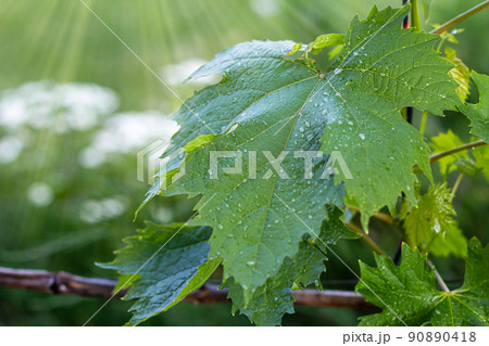 Grape leaf with water drops in the garden. Grape leaf with water drops in the garden. 90890418