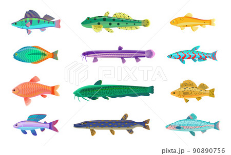 Jack Dempsey and Cichlid Set Vector Illustration 90890756