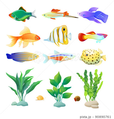 Aquarium Inhabitant Specie and Algae Color Poster 90890761
