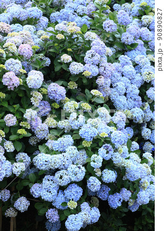 あじさい6495 90890827