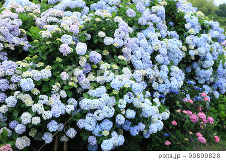 あじさい6497 90890828