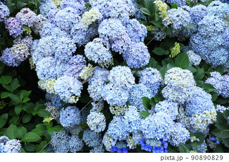 あじさい6326 あじさい6326 90890829