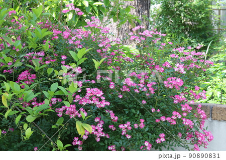 春の日本の公園に咲くピンク色ののバラの花 春の日本の公園に咲くピンク色ののバラの花 90890831