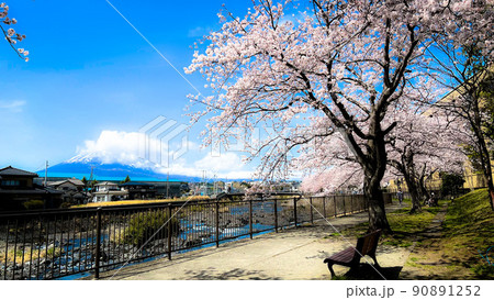 富士山と桜と狩野川 富士山と桜と狩野川 90891252